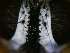 Tromodesia angustifrons