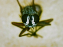 Tromodesia angustifrons