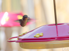 Chaetocercus heliodor