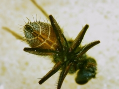 Tromodesia angustifrons