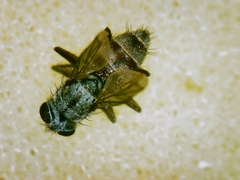 Tromodesia angustifrons