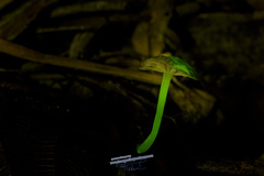 Mycena lucentipes