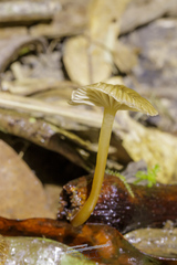 Mycena lucentipes