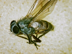 Tromodesia angustifrons