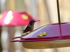 Chaetocercus heliodor