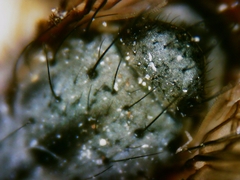 Tromodesia angustifrons