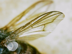 Tromodesia angustifrons