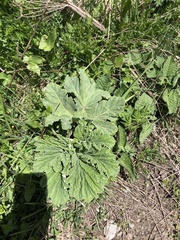 Heracleum leskovii