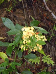 Senna hayesiana