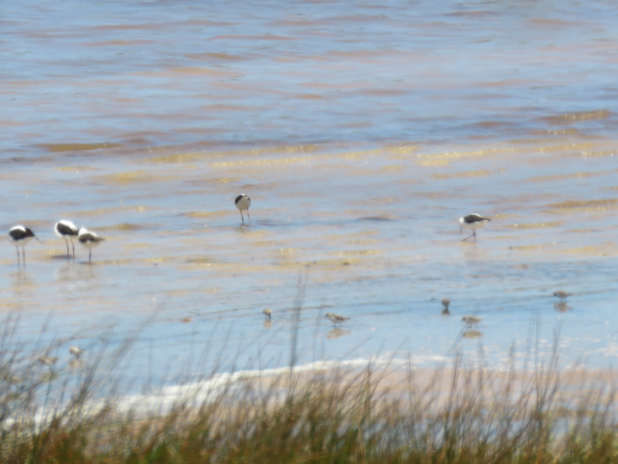 Pied Stilt