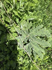 Heracleum leskovii
