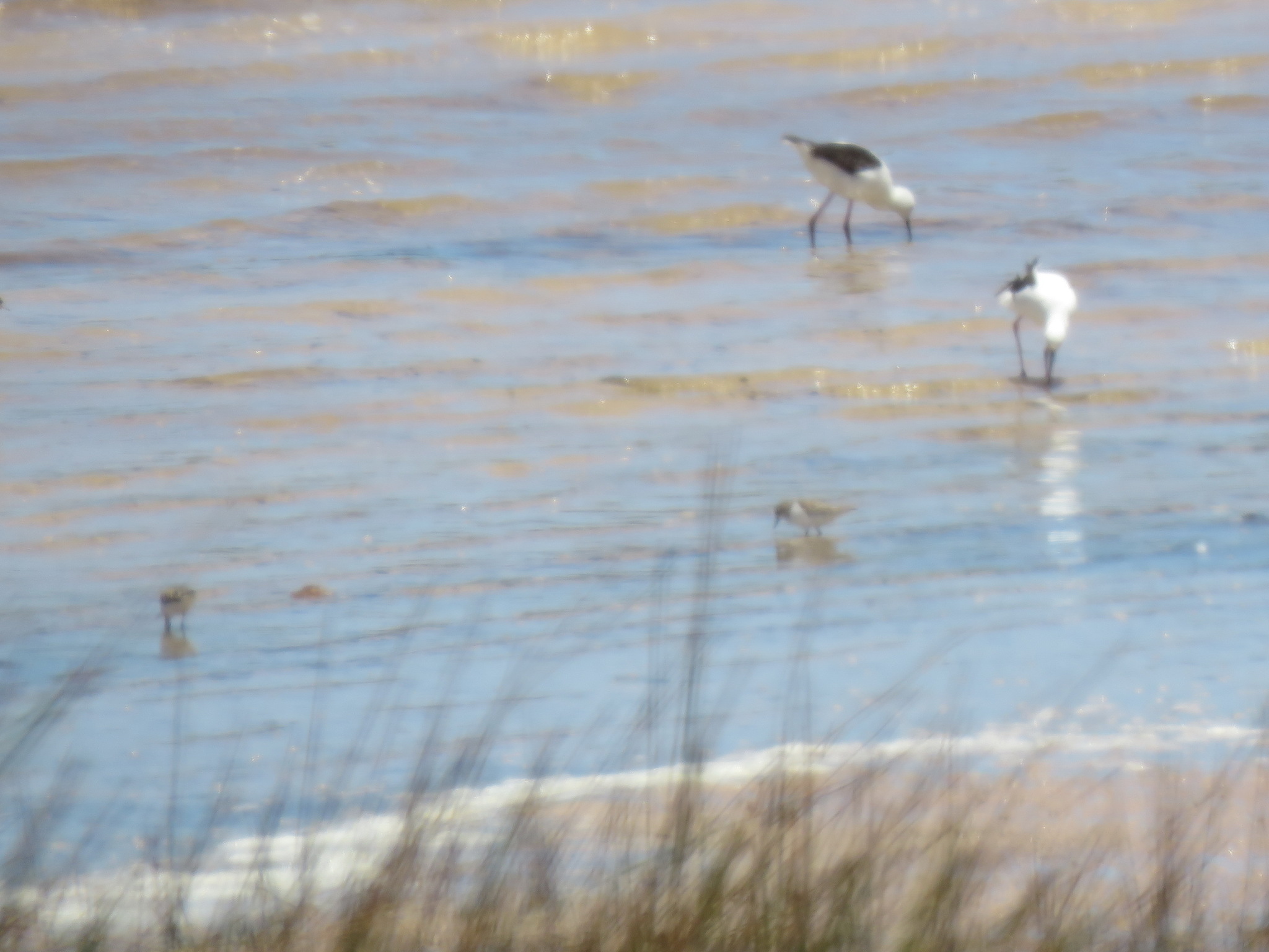 Pied Stilt