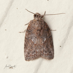 Garella nilotica