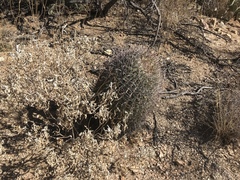 Ferocactus wislizeni