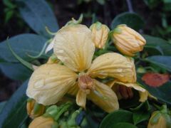 Senna hayesiana