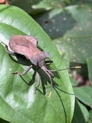 Daladeropsis africana