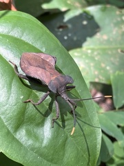 Daladeropsis africana