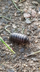 Armadillidium vulgare