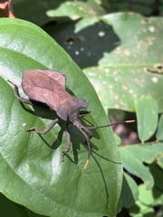 Daladeropsis africana