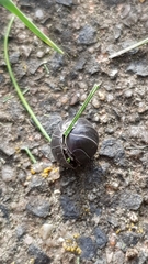 Armadillidium vulgare