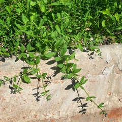 Asperugo procumbens