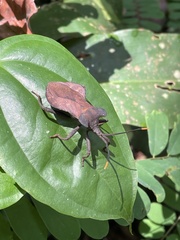 Daladeropsis africana