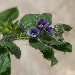 Asperugo procumbens