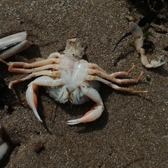 Liocarcinus holsatus