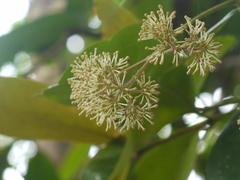 Ixora brachiata