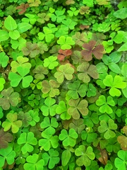 Oxalis stricta