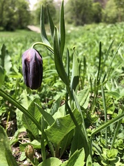 Fritillaria latifolia
