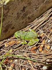 Hyla sarda