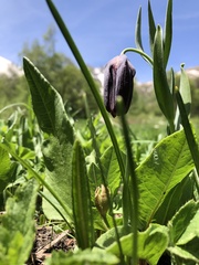 Fritillaria latifolia