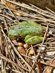 Hyla sarda