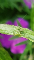 Leptophyes punctatissima
