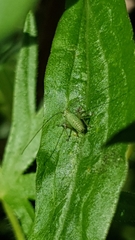 Leptophyes punctatissima