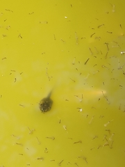 Hyla sarda