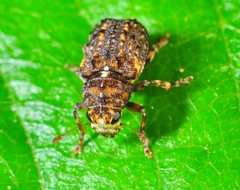 Dissoleucas niveirostris