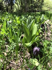 Fritillaria latifolia