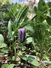 Fritillaria latifolia