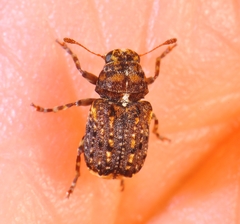 Dissoleucas niveirostris
