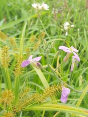 Hesperidanthus linearifolius