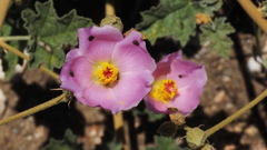 Sphaeralcea ambigua rosacea