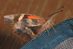American Snout