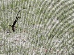 Hemidactylus mabouia