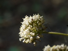 Ixora brachiata