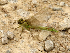 Arigomphus submedianus