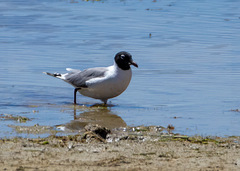 Leucophaeus pipixcan