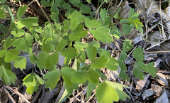 Thalictrum venulosum