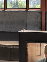 Haemorhous mexicanus